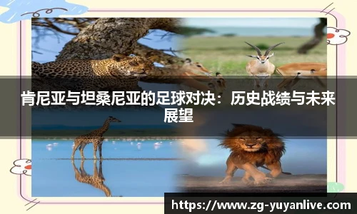 雨燕体育直播